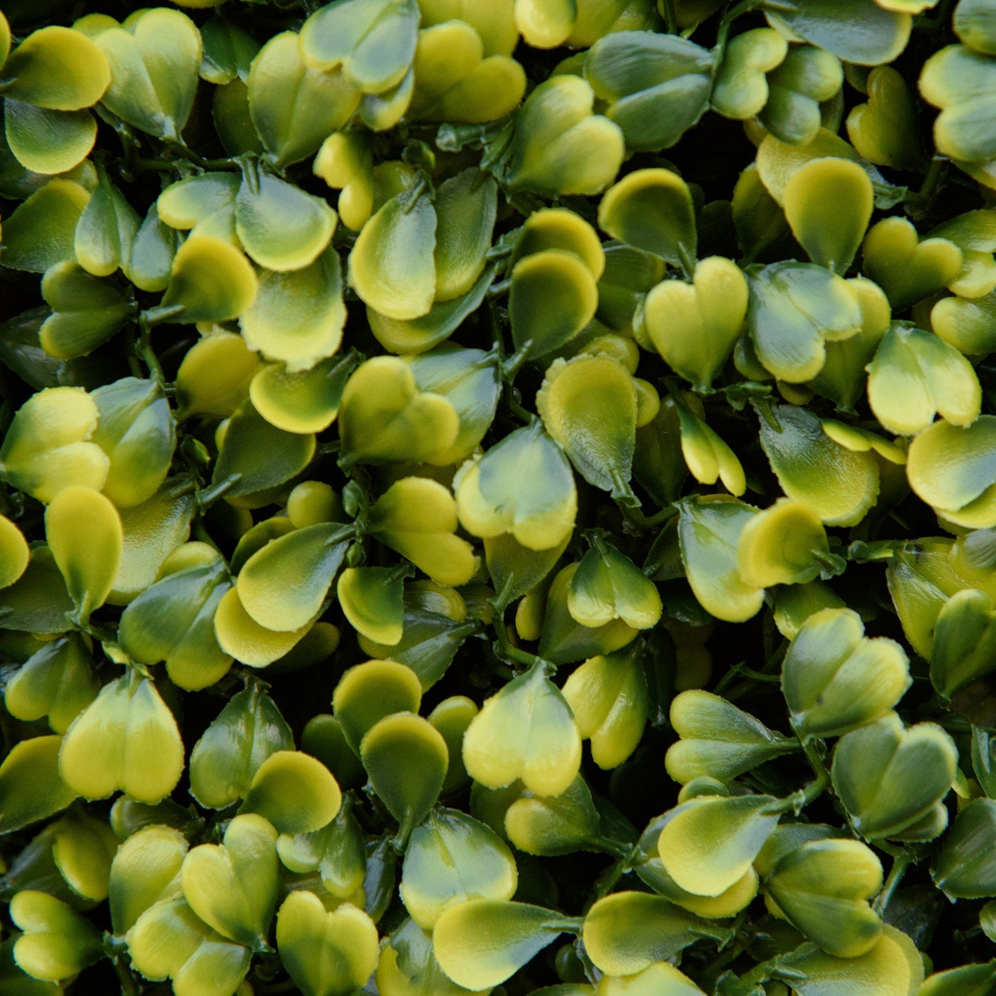 12PCS Artificial Boxwood Wall Panels 50cm x 50cm Grass Privacy (1)